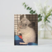 Chinchilla briefkaart (Staand voorkant)