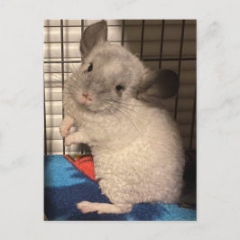 Chinchilla briefkaart