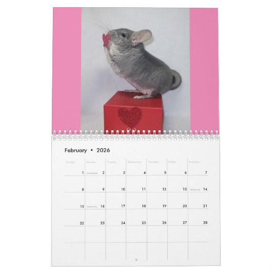 Chinchilla Calendar Kalender (Feb 2026)