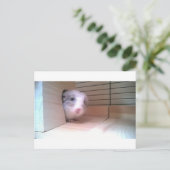 Chinchilla, dieren briefkaart (Staand voorkant)