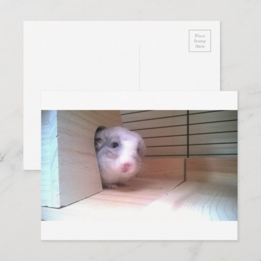 Chinchilla, dieren briefkaart (Voorkant / Achterkant)