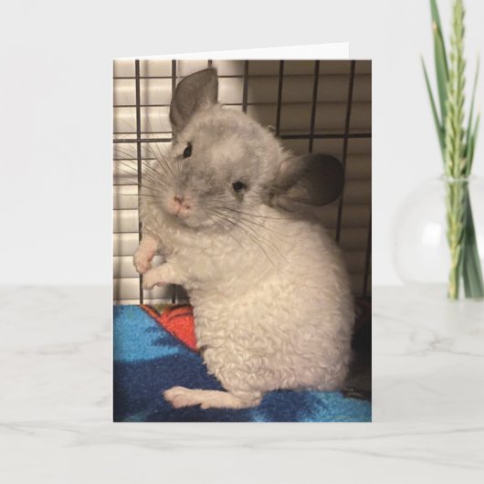 Chinchilla gevouwen wenskaart kaart (Voorkant)