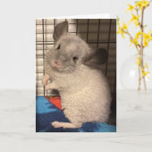 Chinchilla gevouwen wenskaart kaart (Gele Bloem)