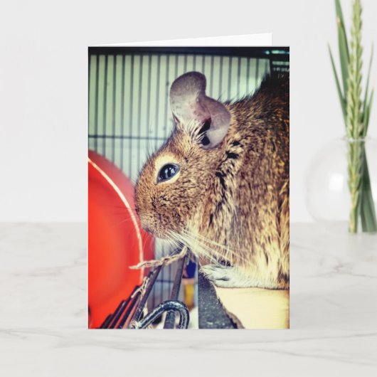 Chinchilla Kaart (Voorkant)