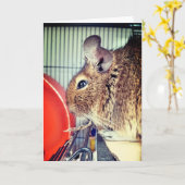 Chinchilla Kaart (Gele Bloem)