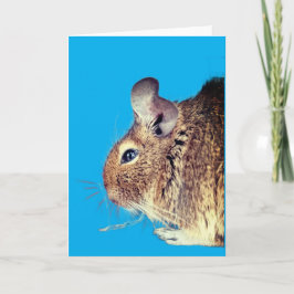 Chinchilla Kaart
