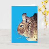 Chinchilla Kaart (Gele Bloem)