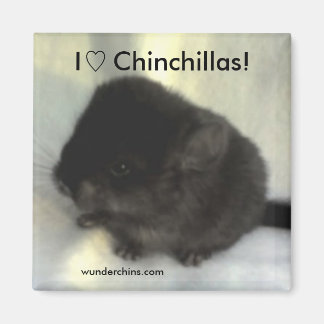 Chinchilla Love Magnet
