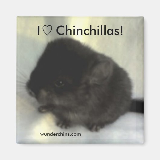 Chinchilla Love Magnet (Voorkant)