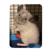 chinchilla magneet (Verticaal)
