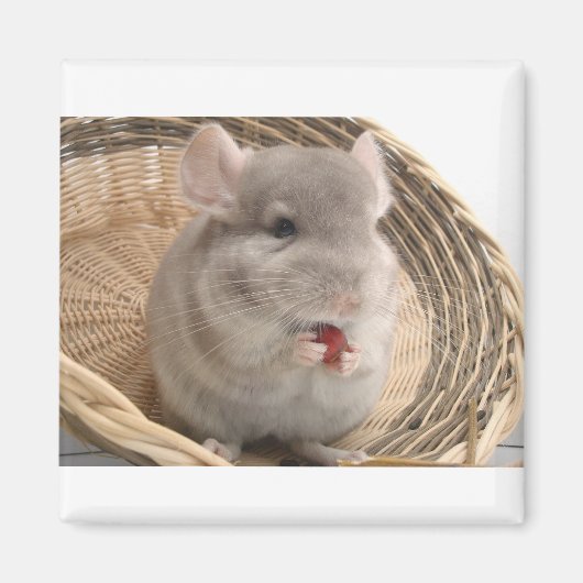 chinchilla magneet (Voorkant)