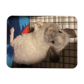 chinchilla magneet (Horizontaal)