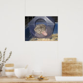 Chinchilla mama vangt een paar Zzzzz's Poster (Keuken)