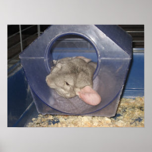Chinchilla mama vangt een paar Zzzzz's Poster