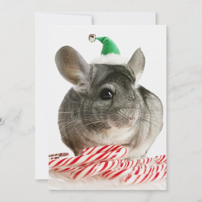 Chinchilla met snoeprietjes (Voorkant)