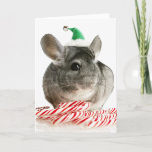 Chinchilla met snoeprietjes feestdagen kaart