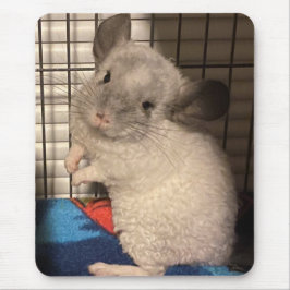 chinchilla muismat