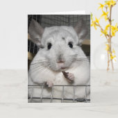 Chinchilla nibbling heeft gelijk! kaart (Gele Bloem)