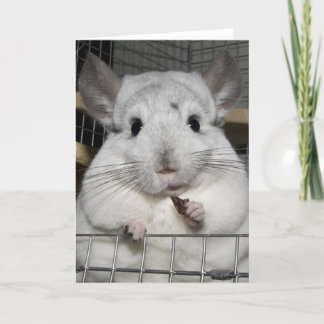 Chinchilla nibbling heeft gelijk! kaart