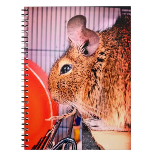 Chinchilla Notitieboek (Voorkant)