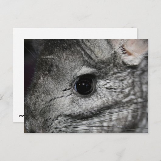 chinchilla oog dicht briefkaart (Voorkant / Achterkant)