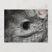 chinchilla oog dicht briefkaart (Voorkant)