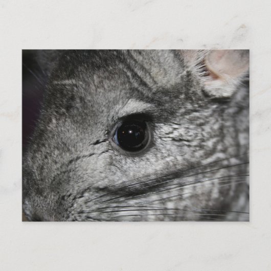 chinchilla oog dicht briefkaart (Voorkant)
