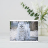 chinchilla persian briefkaart (Staand voorkant)