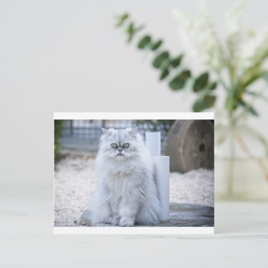 chinchilla persian briefkaart (Staand voorkant)