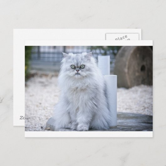 chinchilla persian briefkaart (Voorkant / Achterkant)