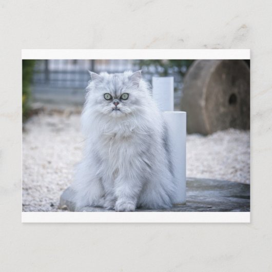 chinchilla persian briefkaart (Voorkant)