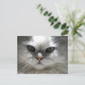 Chinchilla Persian Cat Briefkaart (Staand voorkant)