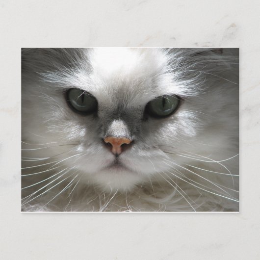 Chinchilla Persian Cat Briefkaart (Voorkant)