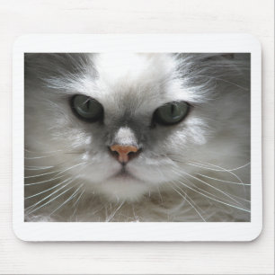 Chinchilla Persian Cat Muismat