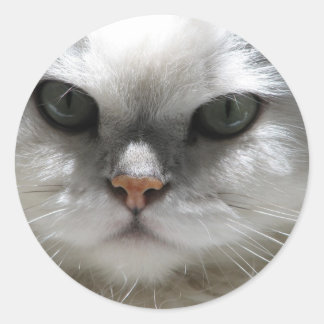 Chinchilla Persian Cat Ronde Sticker