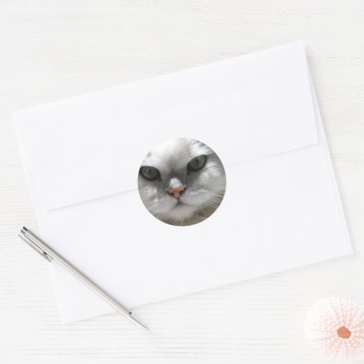 Chinchilla Persian Cat Ronde Sticker (Envelop)