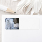 chinchilla persian etiket (Insitu)