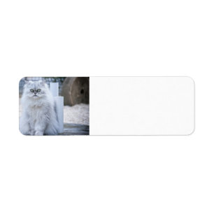 chinchilla persian etiket