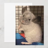 chinchilla save the date (Voorkant / Achterkant)