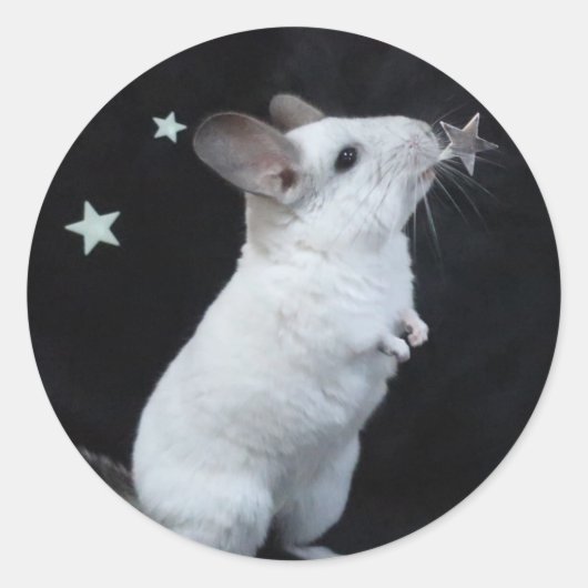 Chinchilla ster ronde sticker (Voorkant)