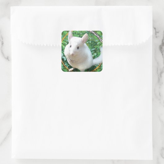 Chinchilla Vierkante Sticker (Tas)