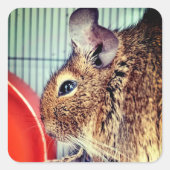 Chinchilla Vierkante Sticker (Voorkant)