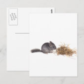 chinchillas briefkaart (Voorkant / Achterkant)