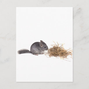 chinchillas briefkaart