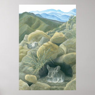 Chinchillas in de Wilde Poster