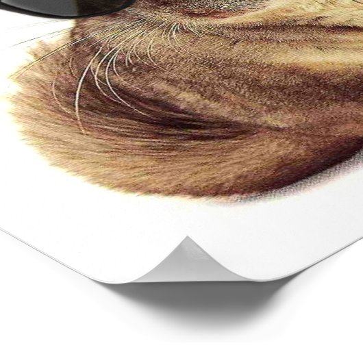 Chinchilline-Poster Poster (Hoek)