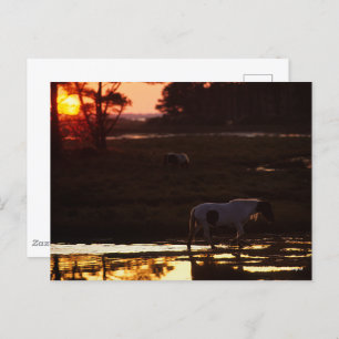 Chincoteague die op zonsondergang in water loopt briefkaart