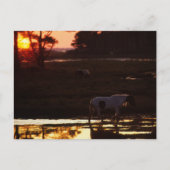 Chincoteague die op zonsondergang in water loopt briefkaart (Voorkant)