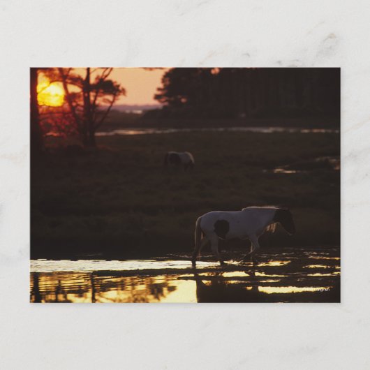 Chincoteague die op zonsondergang in water loopt briefkaart (Voorkant)