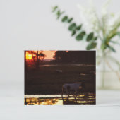 Chincoteague die op zonsondergang in water loopt briefkaart (Staand voorkant)